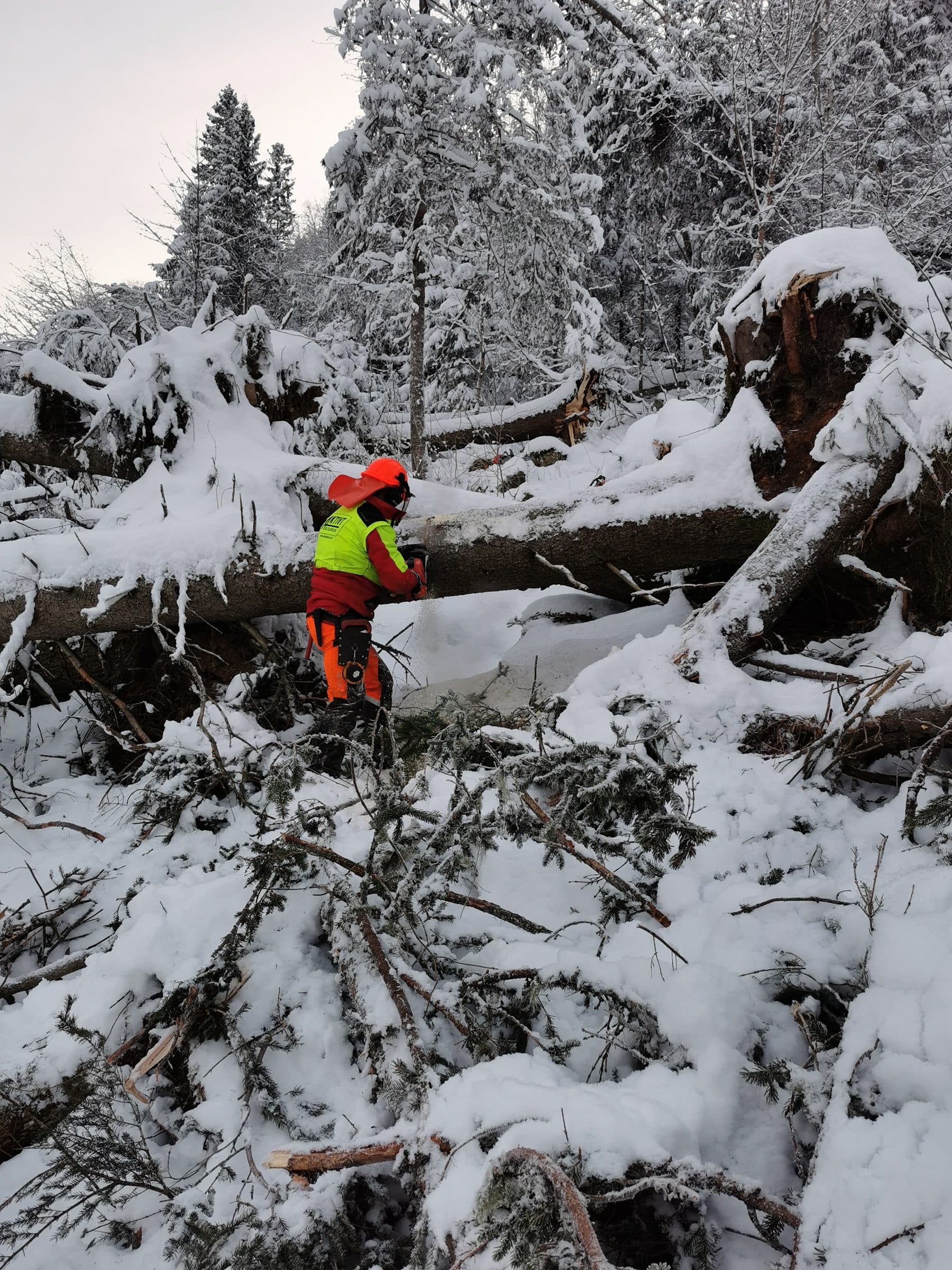 Skogsarbeider med motorsag under vinterhogst i snødekt granskog