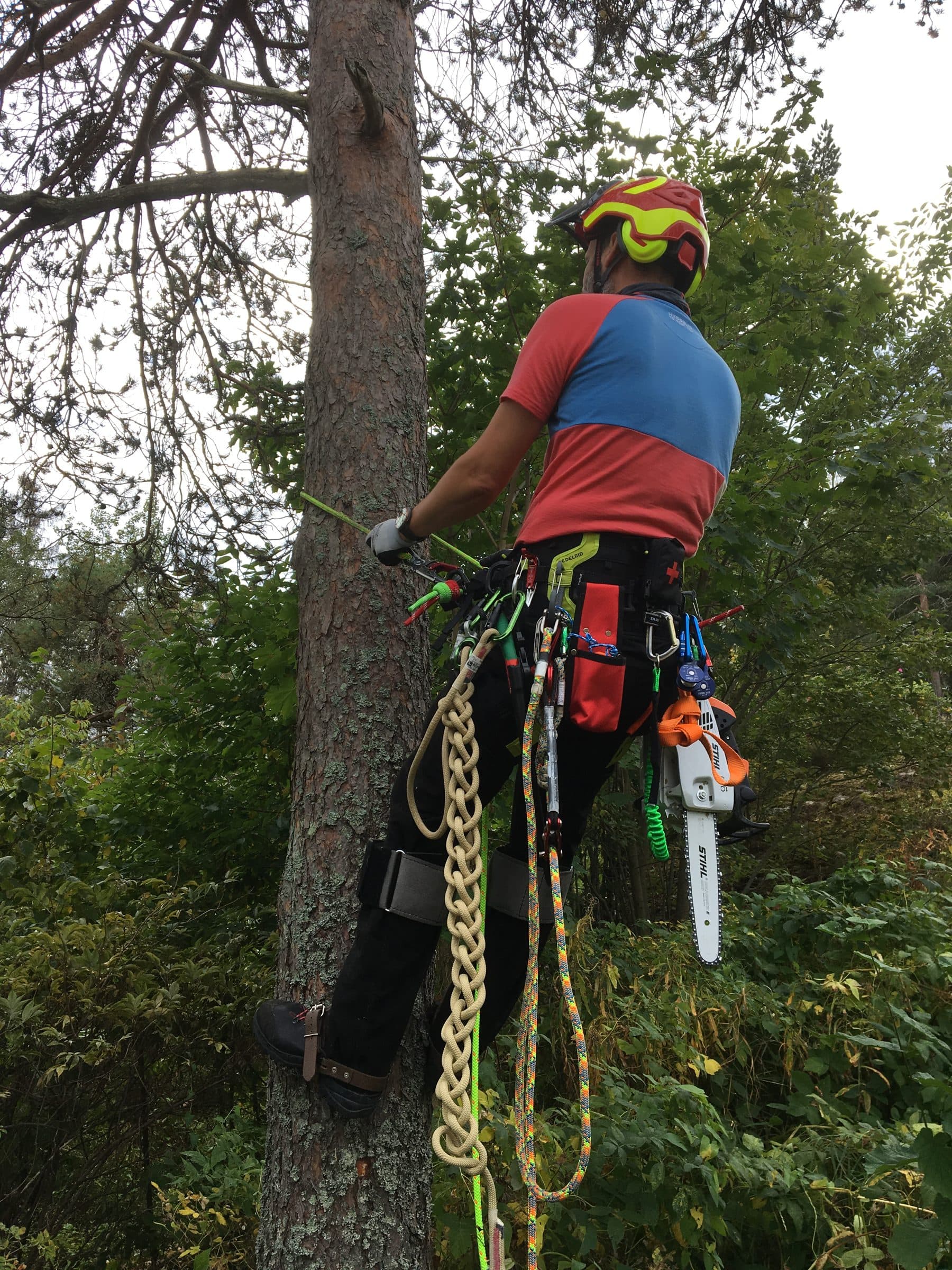 Arborist fester klatreutstyr høyt oppe i tre